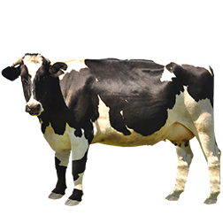 Holando-Argentino Cow